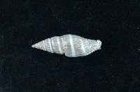 藏品(丁蠣)的圖片